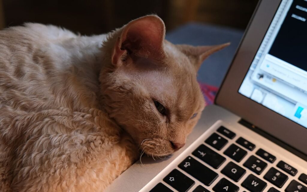 cat sleeping by laptop, office pets