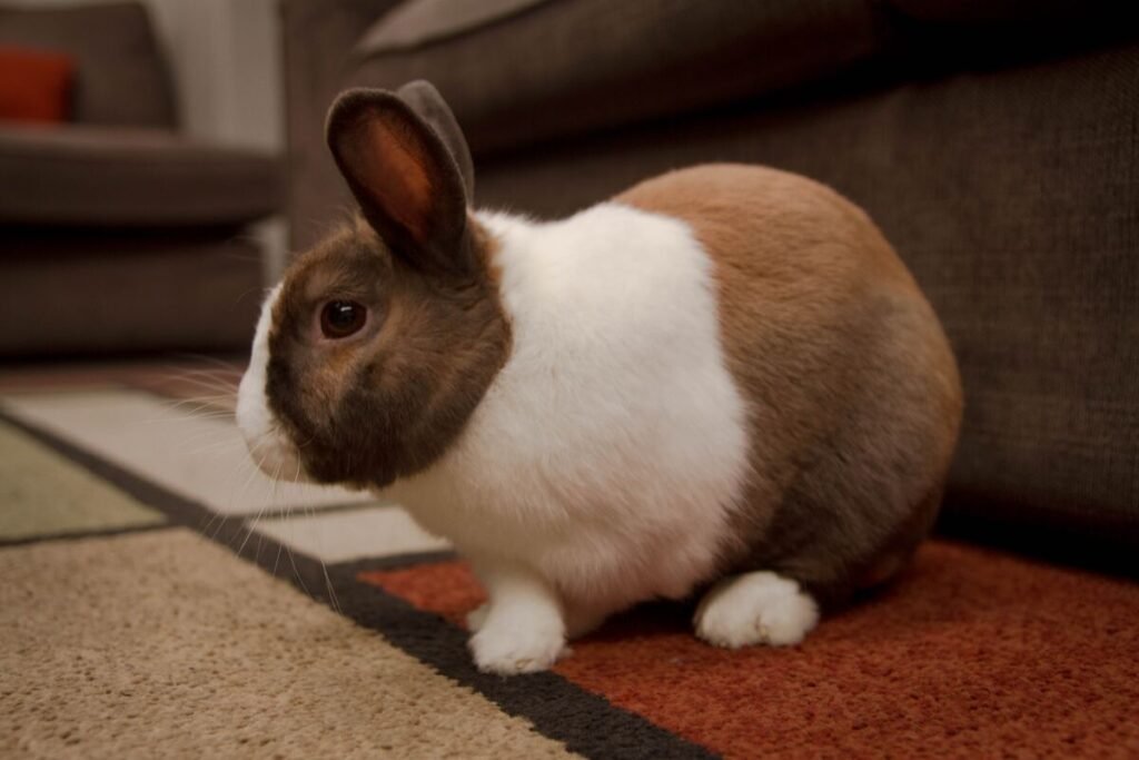 rabbit sitting on carpet, office pets